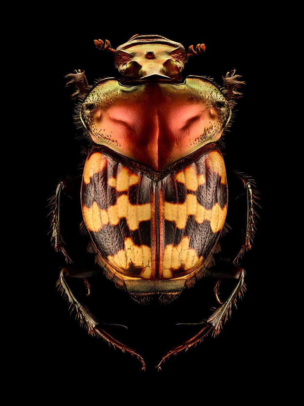 CT_LevonBiss_BugPhotography
