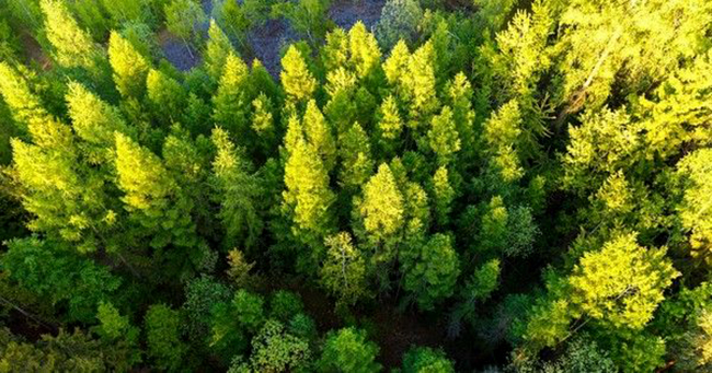 Tree Planting World Record