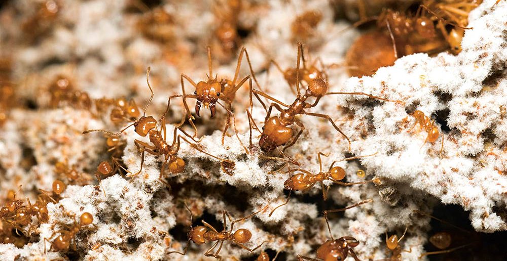 Crea.Tips - Doga - Hayvanlar - Karınca -Mantar - Tarim - Fungi Yetiştirme - Farming Ants