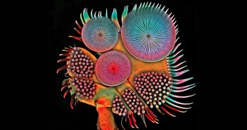 http://crea.tips/wp-coCrea.Tips - Doğa - Fotoğraf - Böcek - Photography - Igor Siwanowicz - Microlaser Insect Detail