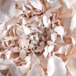 Crea.Tips - Art- Paper Art - Book - Tiffanie Turner - The Fine Art Of Paper Flowers - Gerçekçi - Kağıt Çiçekler